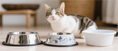 Stainless Steel vs. Ceramic vs. Plastic Cat Bowls: Which is Best?