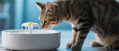 Best Cat Water Fountains (2025): Side-by-Side Comparison of 5 Top Picks